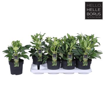 Helleborus lividus 'Green Marble'