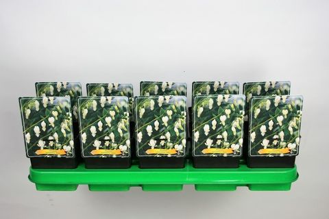 Dicentra spectabilis 'Alba'