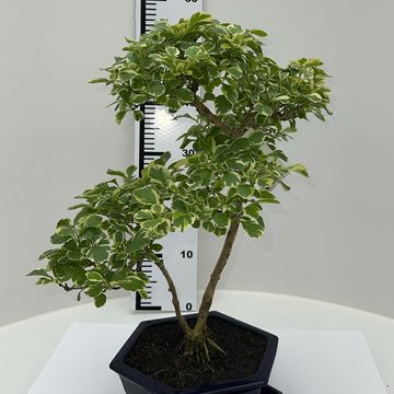 Duranta erecta 'Variegata'