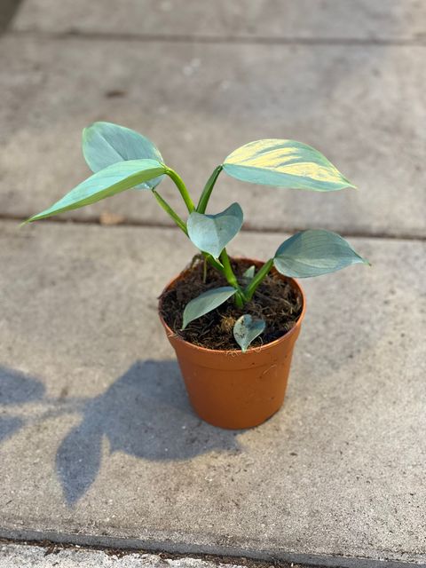 Philodendron hastatum