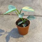 Philodendron hastatum