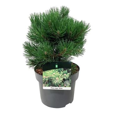 Pinus mugo 'Gnom'