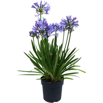 Agapanthus 'Charlotte'