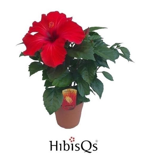 Hibiscus rosa-sinensis 'Volcano'