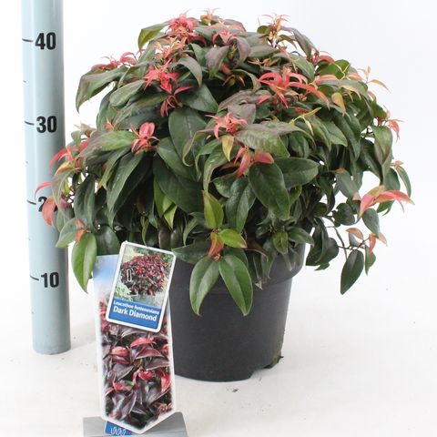 Leucothoe fontanesiana DARK DIAMOND