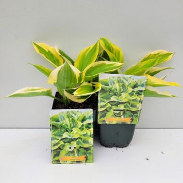 Hosta 'Summer Lovin'