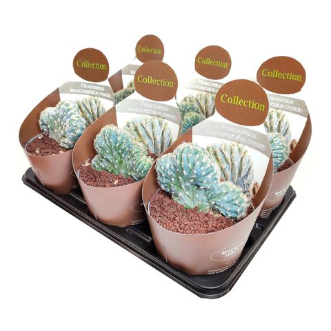 Pilosocereus leucocephalus cristata