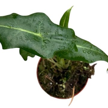 Alocasia portei 'Zebra'