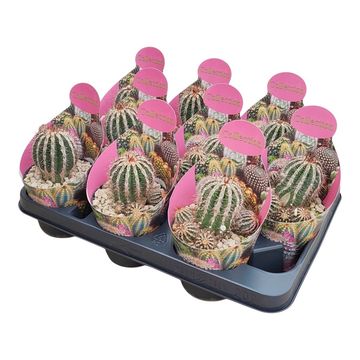 Echinopsis 'Haku-jo Maru'