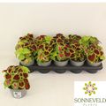 Coleus 'Wizard MIX'