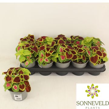 Coleus 'Wizard MIX'