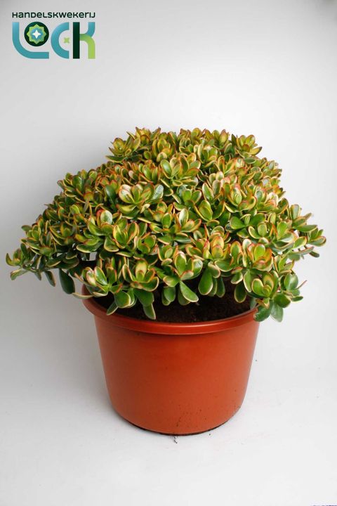 Crassula ovata 'Sunset'