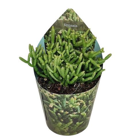 Rhipsalis baccifera