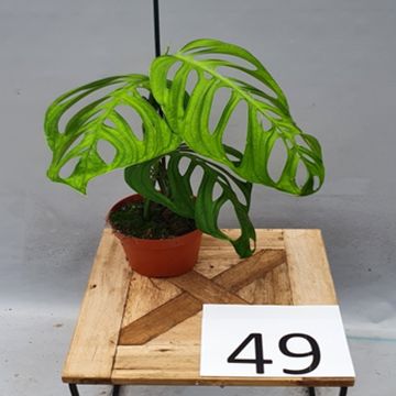 Monstera epipremnoides 'Esqueleto'