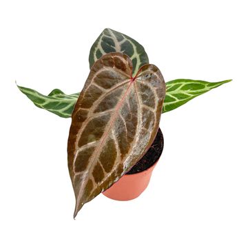 Anthurium 'Red Crystal Blush'