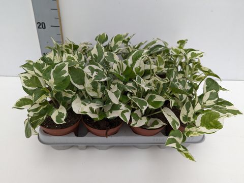 Epipremnum aureum 'Glacier'