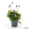 Viola hederacea