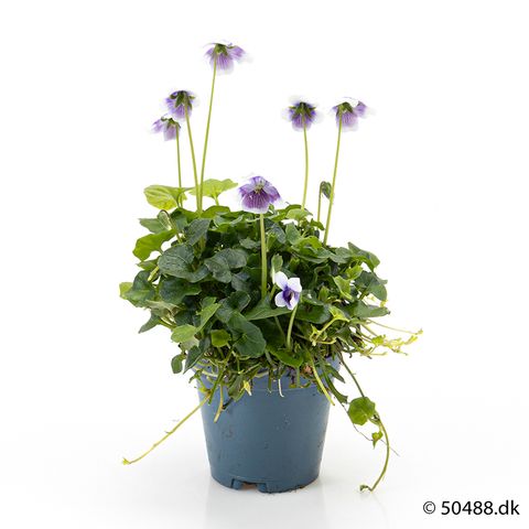 Viola hederacea