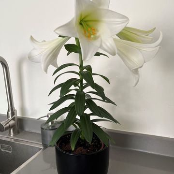 Лилия longiflorum 'Miracle'