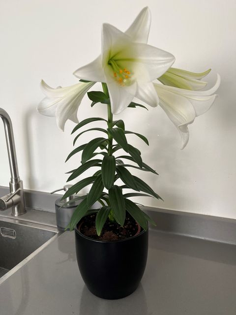 Lilium longiflorum 'Miracle'