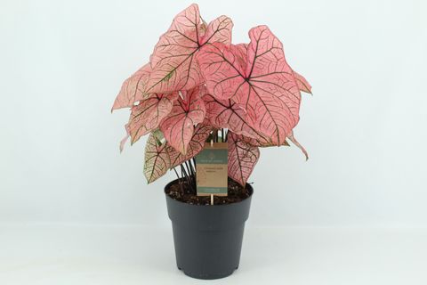 Caladium 'Spring Fling'