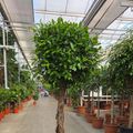 Ficus microcarpa 'Nitida'