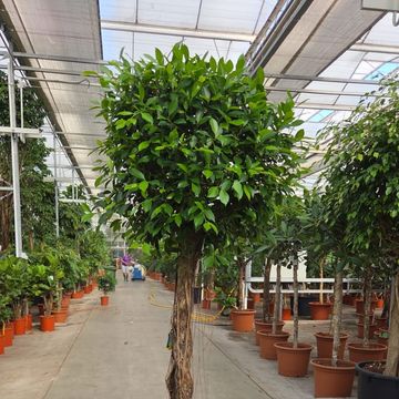 Ficus microcarpa 'Nitida'