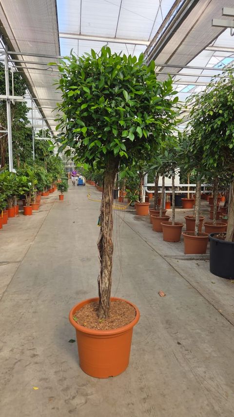 Ficus microcarpa 'Nitida'