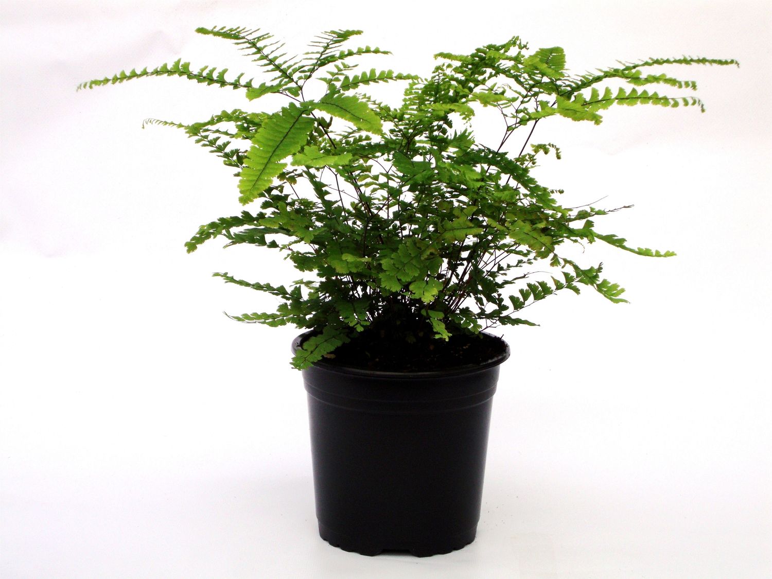 Adiantum pedatum 'Imbricatum' — Plant Wholesale FlorAccess