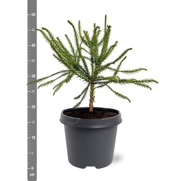 Cryptomeria japonica 'Dacrydioides'