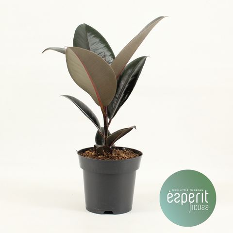 Ficus elastica 'Abidjan'