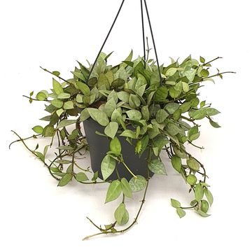 Hoya krohniana 'Eskimo'