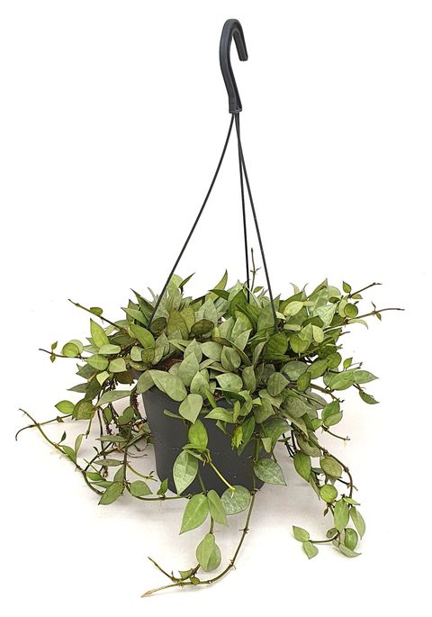 Hoya krohniana 'Eskimo'