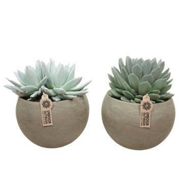 Echeveria MIX