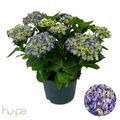 Hydrangea macrophylla CURLY WURLY BLUE