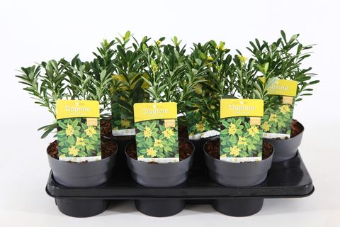 Daphne gemmata 'Royal Crown'