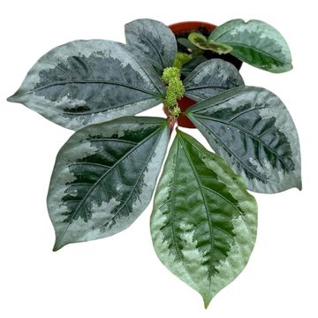 Elatostema vittatum