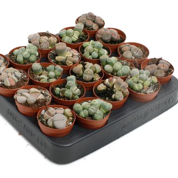 Lithops MIX