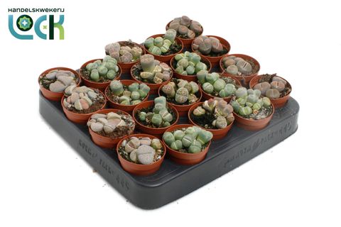 Lithops MIX