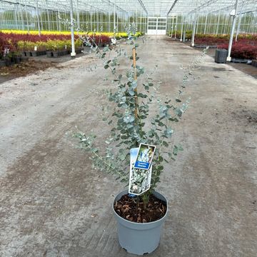 Eucalyptus gunnii SILVERANA