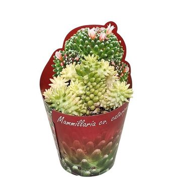 Mammillaria 'Caterpincy Variegata'