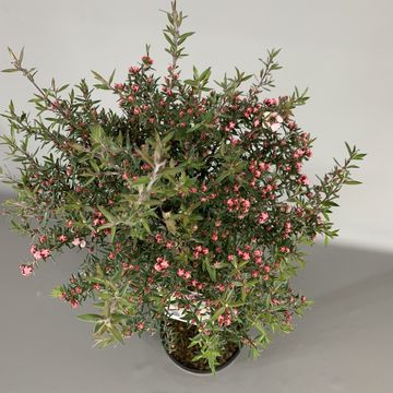 Leptospermum scoparium ROSA