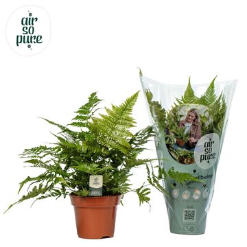 Dryopteris erythrosora