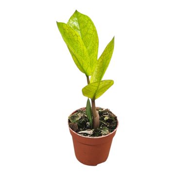 Zamioculcas zamiifolia 'Chameleon'