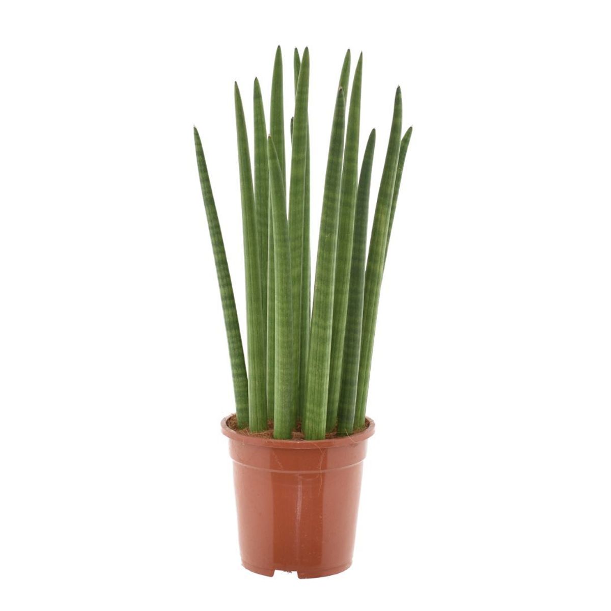 Sansevieria cylindrica 'Spaghetti' — Mayorista de plantas FlorAccess