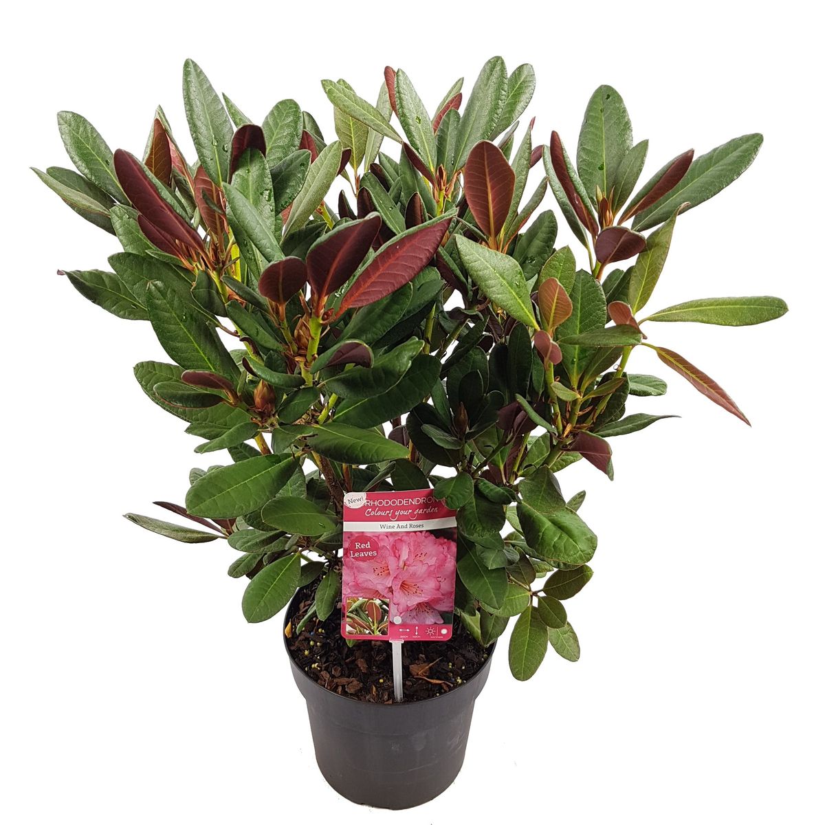 Rhododendron Wine and Roses (R19 cm W25 35 cm) Rośliny Hurtowe