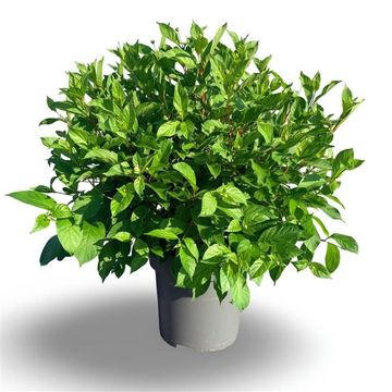 Cephalanthus occidentalis