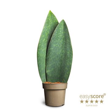 Sansevieria masoniana