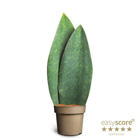 Sansevieria masoniana
