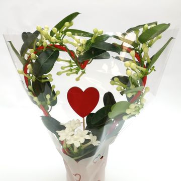 Stephanotis floribunda